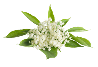 Lemon Myrtle Naturally Speaking