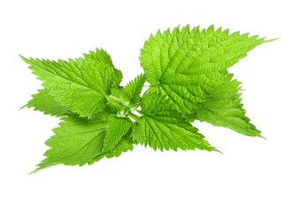 Nettle Naturally Speaking